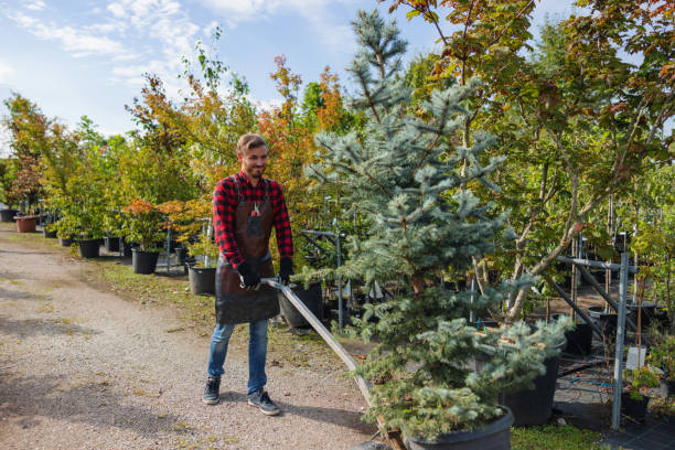 Youngsville, LA Tree Care Services Company